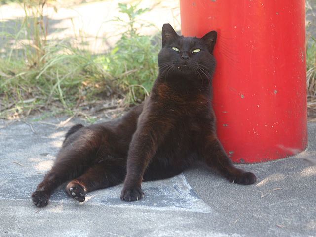 blacknuko6.jpg 640×480 141K