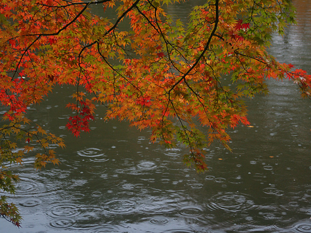 hp_11.jpg 640×480 232K