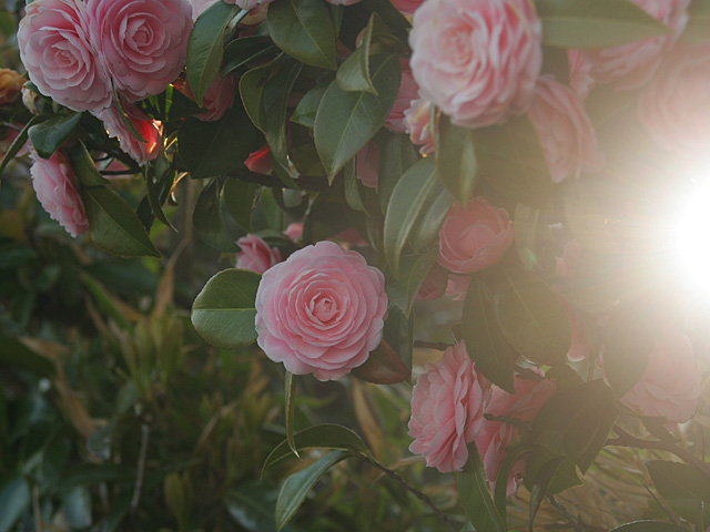 tsubaki.jpg 640×480 114K