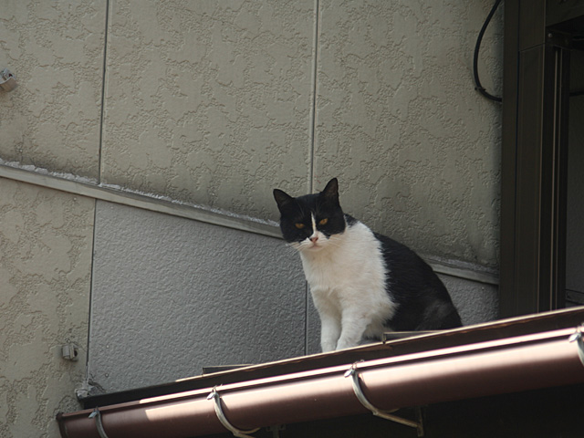 nuko_1.jpg 640×480 127K