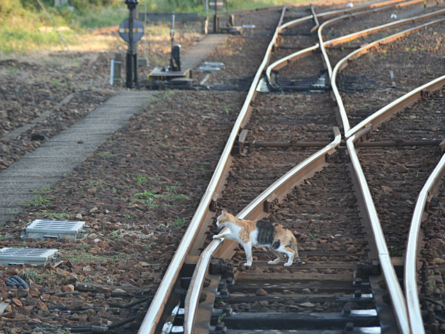 yaken.jpg 640×480 194K